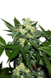 Citrus Paridisi