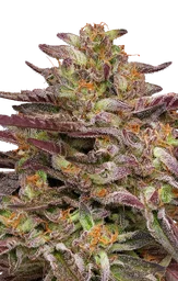 COB Salad