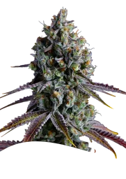 Coco Jambo