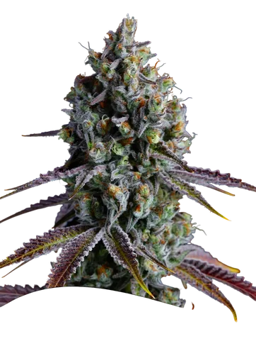 Coco Jambo
