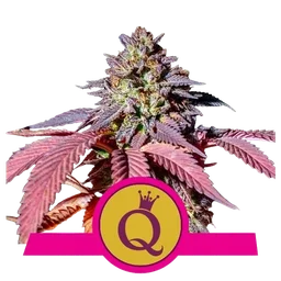 Purple Queen