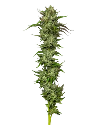 Collie Man Kush