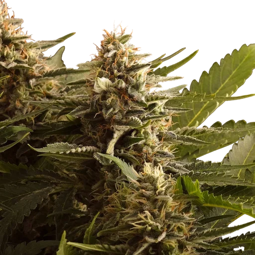 Colombian Jack
