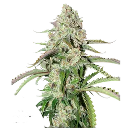 Colorado Cookies Auto
