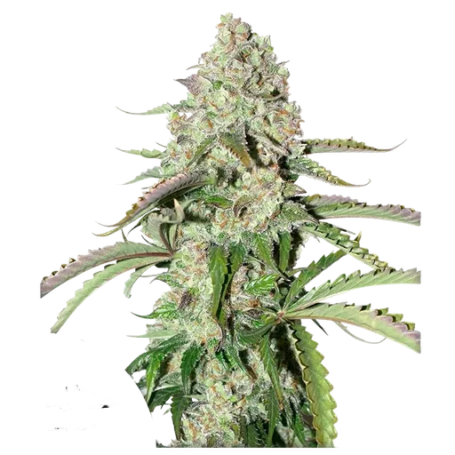 Colorado Cookies Auto