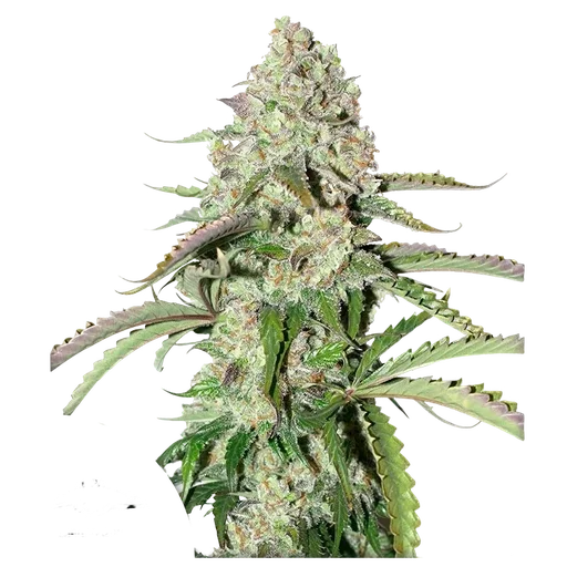 Colorado Cookies Auto