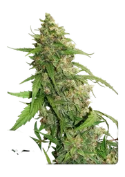 Compassion Lime CBD Auto